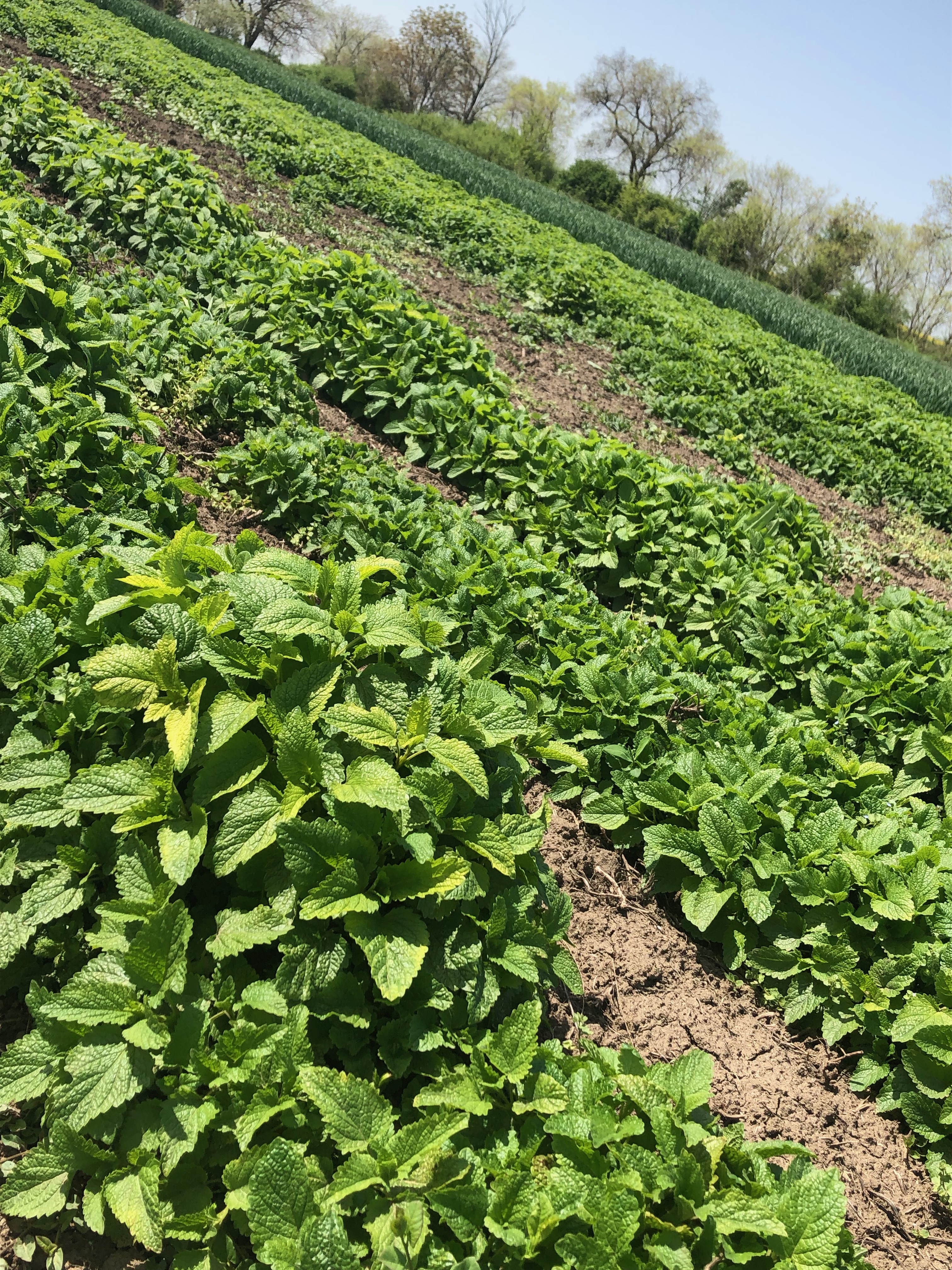 vitaagri.bg